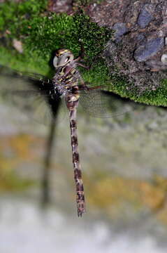 Image of Dusk Hawker