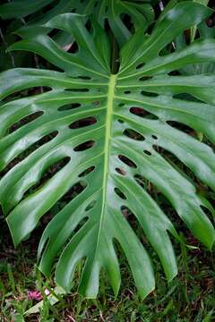 Image of monstera