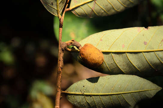 Image of Knema tonkinensis (Warb.) W. J. J. O. de Wilde