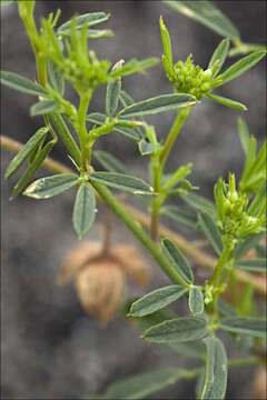 Image of Sickle Medick