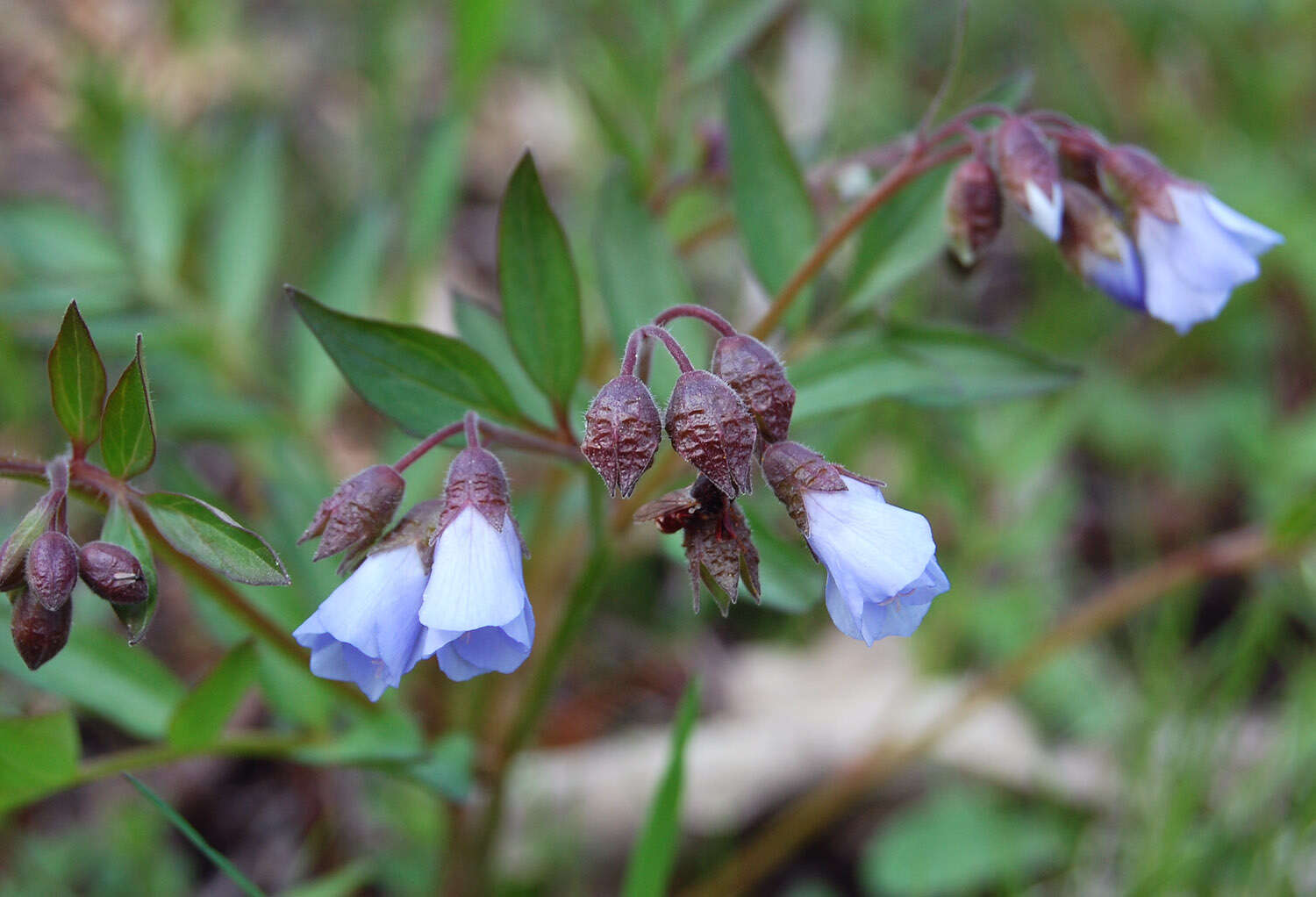 Image of Jacob's-ladder