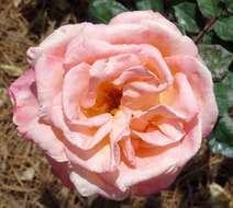 Image of Rosa