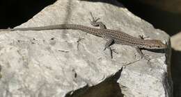 Image of Columbretes Wall Lizard