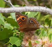 Plancia ëd Junonia evarete Cramer 1782