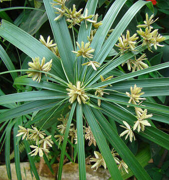 Image of Cyperus alternifolius L.