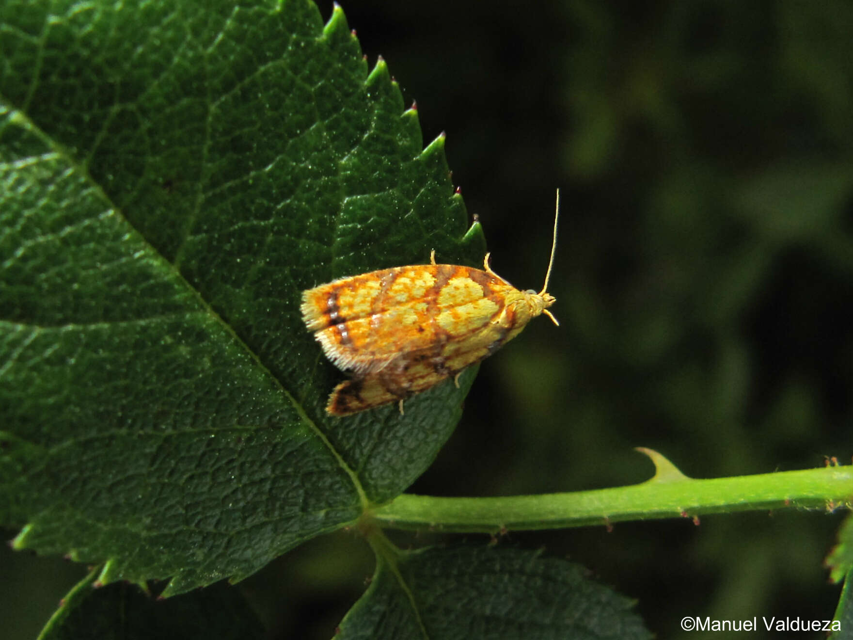 Image of Acleris