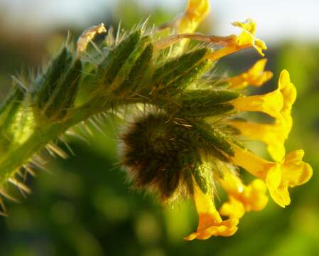 Image of Menzies' fiddleneck