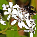 Sivun Megachile xylocopoides Smith 1853 kuva