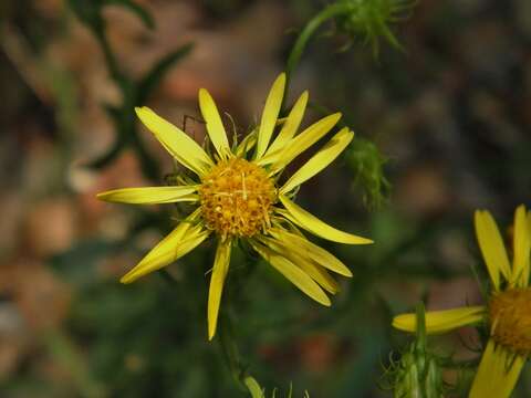 Image of scrubland goldenaster