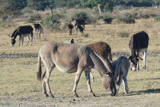 Image of Equus subgen. Asinus Gray 1824