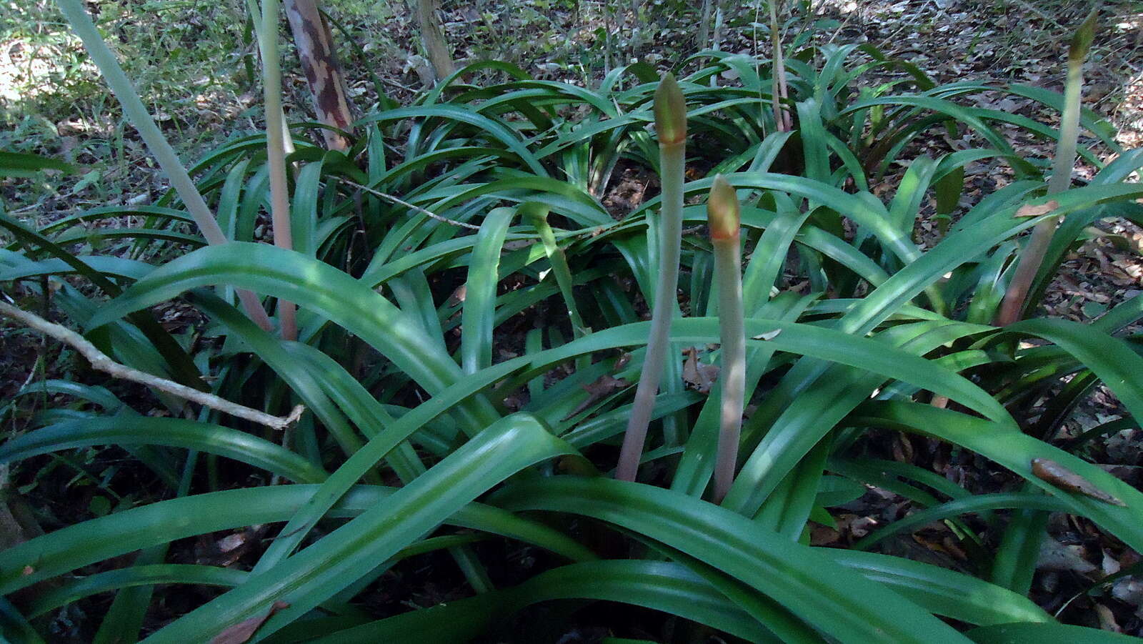 Слика од Hippeastrum stylosum Herb.