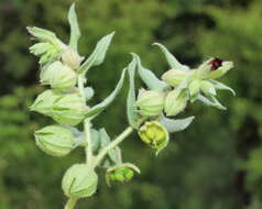 Image of monkswort