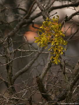 Image of Common Hawthorn