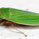 Image of Draeculacephala robinsoni Hamilton 1967