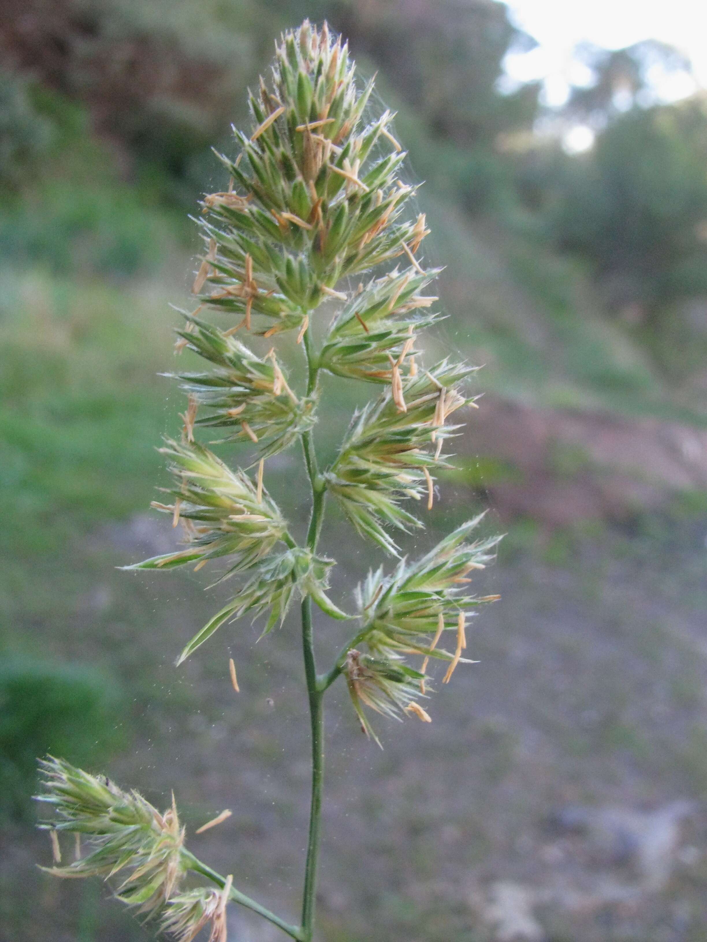 Image of Cocksfoot or Orchard Grass