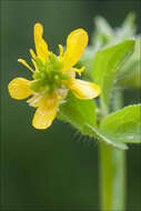 Image of spinyfruit buttercup