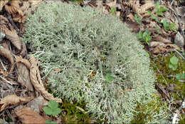 Image of Cladoniaceae