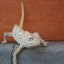 Image of Desert Chameleon