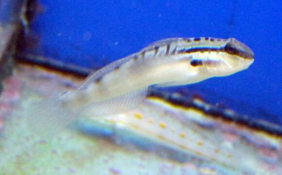 Sivun Amblygobius stethophthalmus (Bleeker 1851) kuva