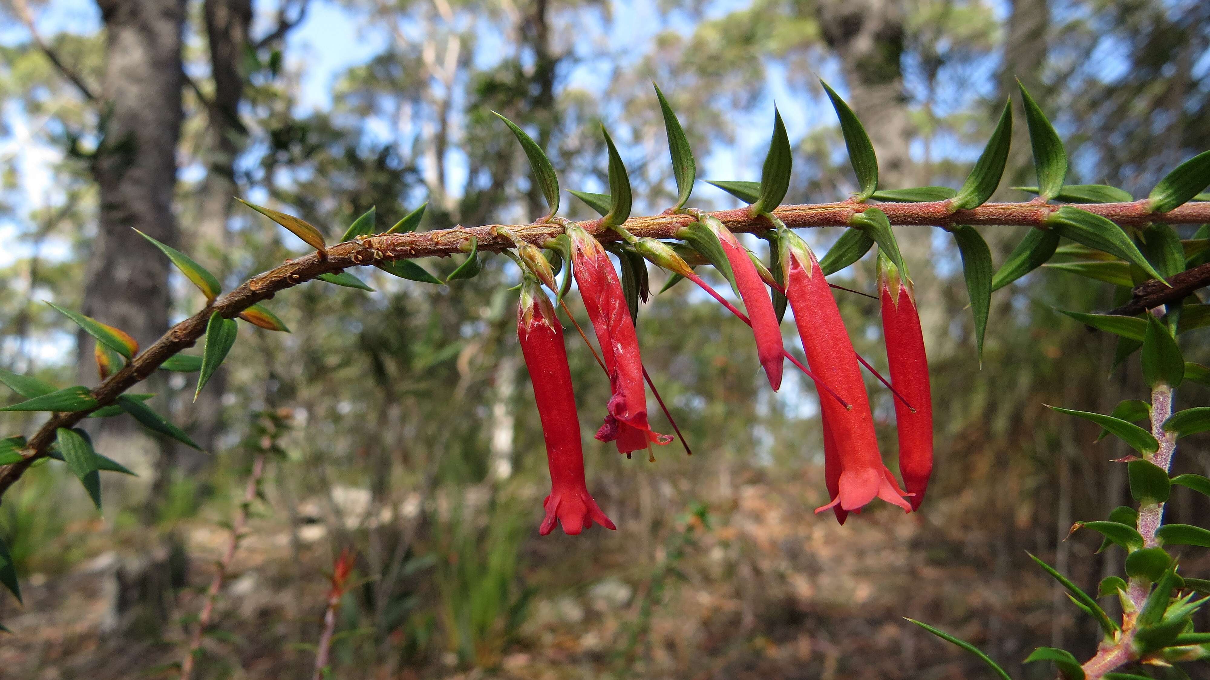 Plancia ëd Epacris impressa Labill.