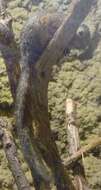 Image of Red-legged Sun Squirrel