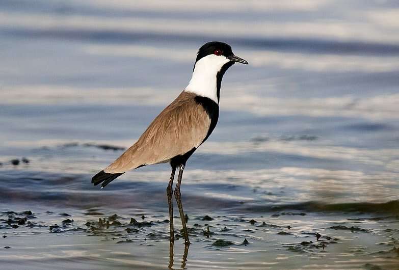 Image of Lapwing