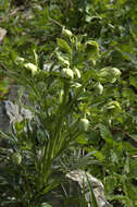 Image of Stinking Hellebore