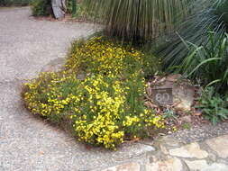 Sivun Hibbertia empetrifolia (DC.) Hoogland kuva