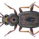 Imagem de Bembidion (Metallina) lampros (Herbst 1784)