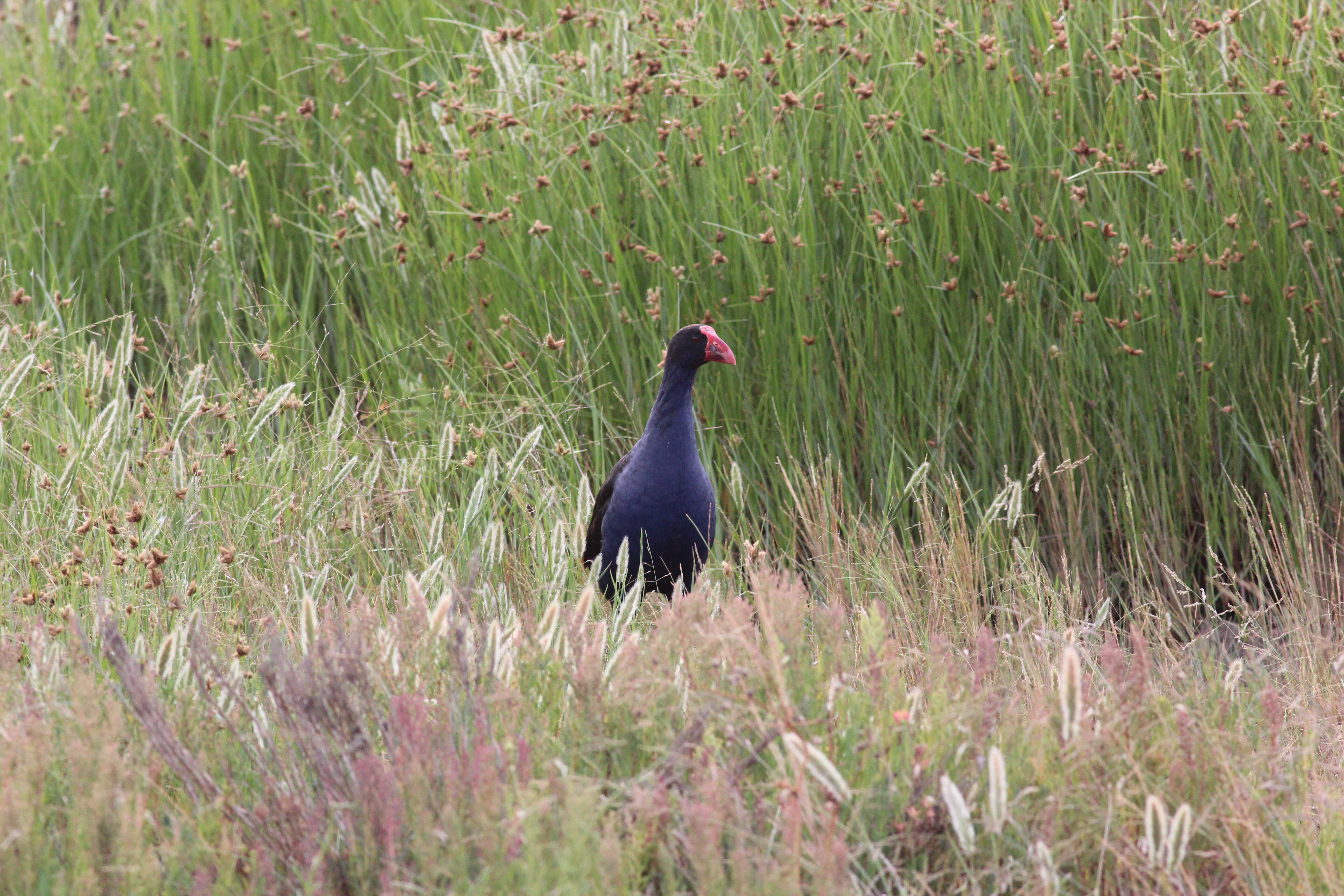 Image of Swamphen