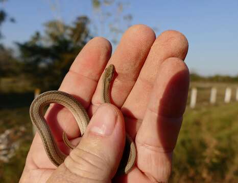 Image of Spirit Diminutive Snake