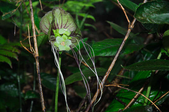 Image of Tacca subflabellata