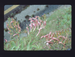 Image of false lobelia