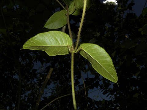 Image of Fischeria billbergiana (Beurling) G. Morillo