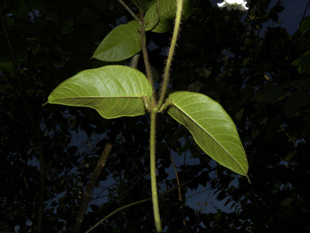 Image of Fischeria billbergiana (Beurling) G. Morillo