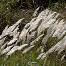 Image of wild sugarcane