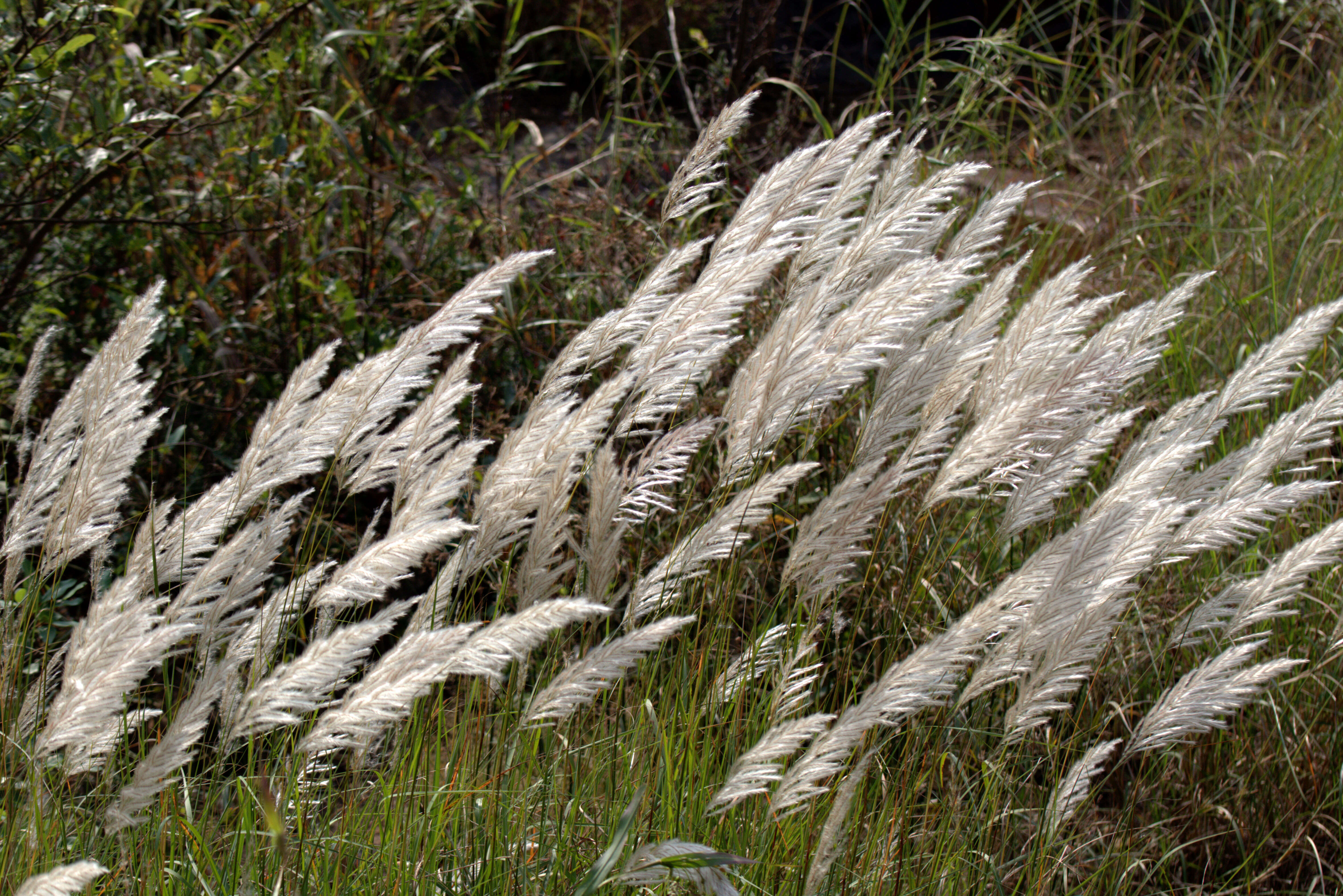 Wild Sugar-Cane - Encyclopedia of Life