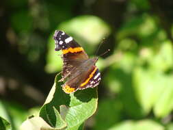 Image of Ladies and Red Admiral