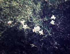 صورة Eremophila polyclada (F. Muell.) F. Muell.