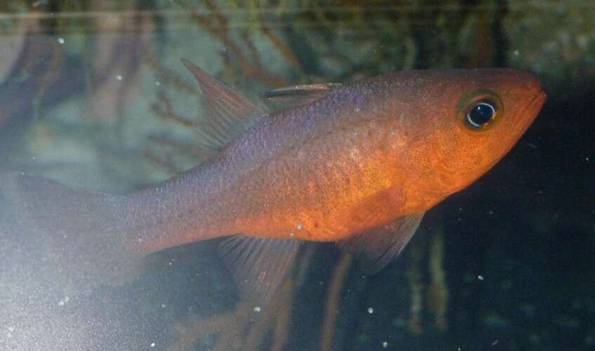 Image of Guadalupe cardinalfish