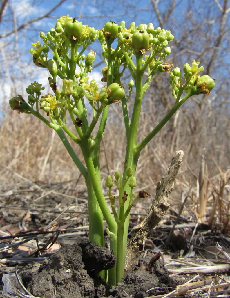 Image of Jatropha macrophylla Pax & K. Hoffm.