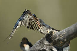 Imagem de Hirundo neoxena Gould 1842