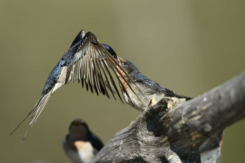 Image of Hirundo Linnaeus 1758