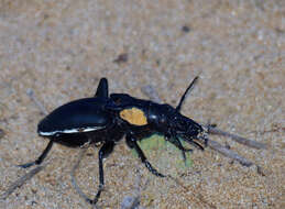 Image of Anthia (Anthia) thoracica (Thunberg 1784)