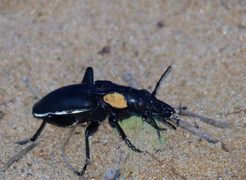 Image of Anthia (Anthia) thoracica (Thunberg 1784)