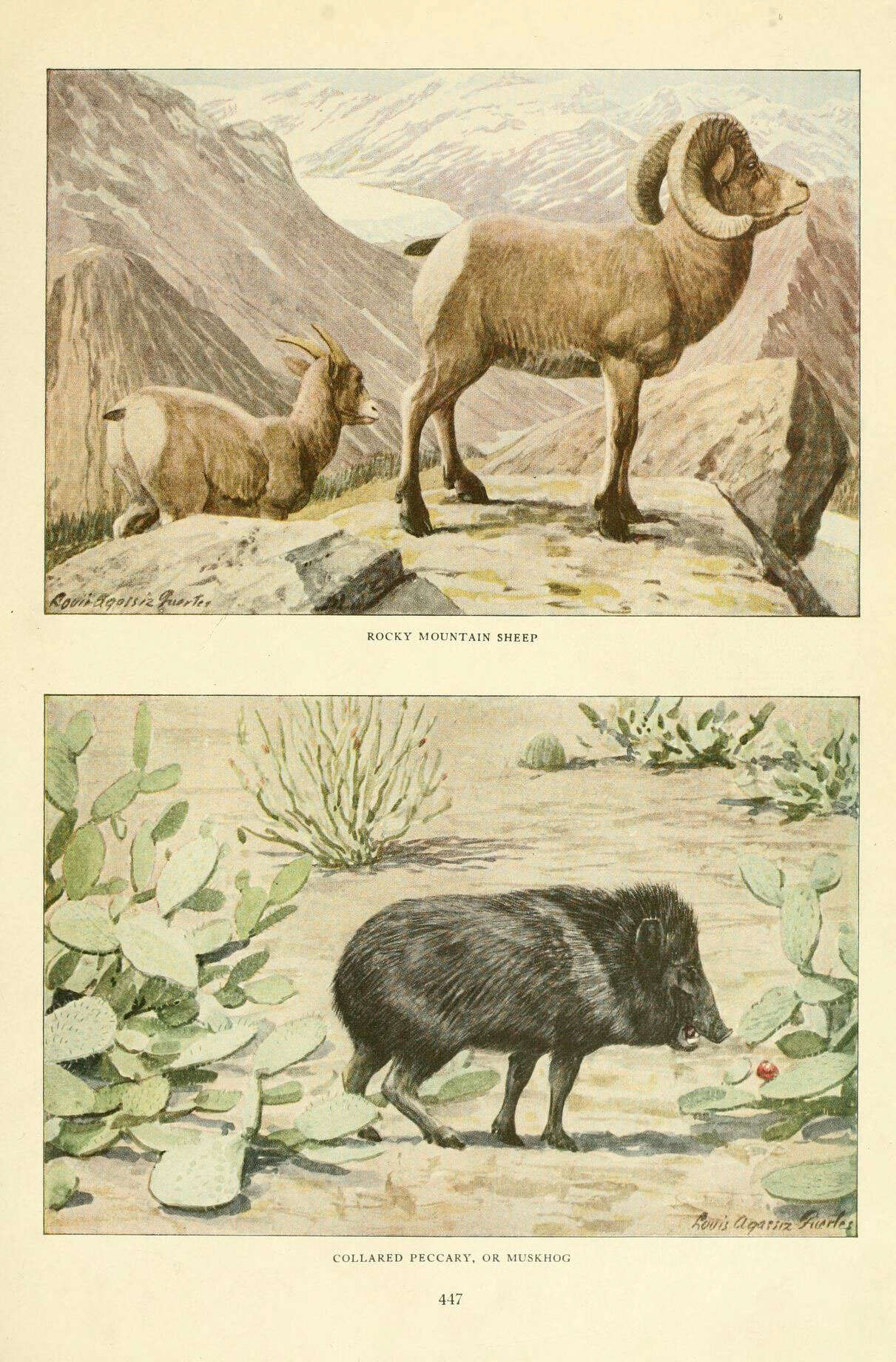 Plancia ëd Ovis canadensis Shaw 1804