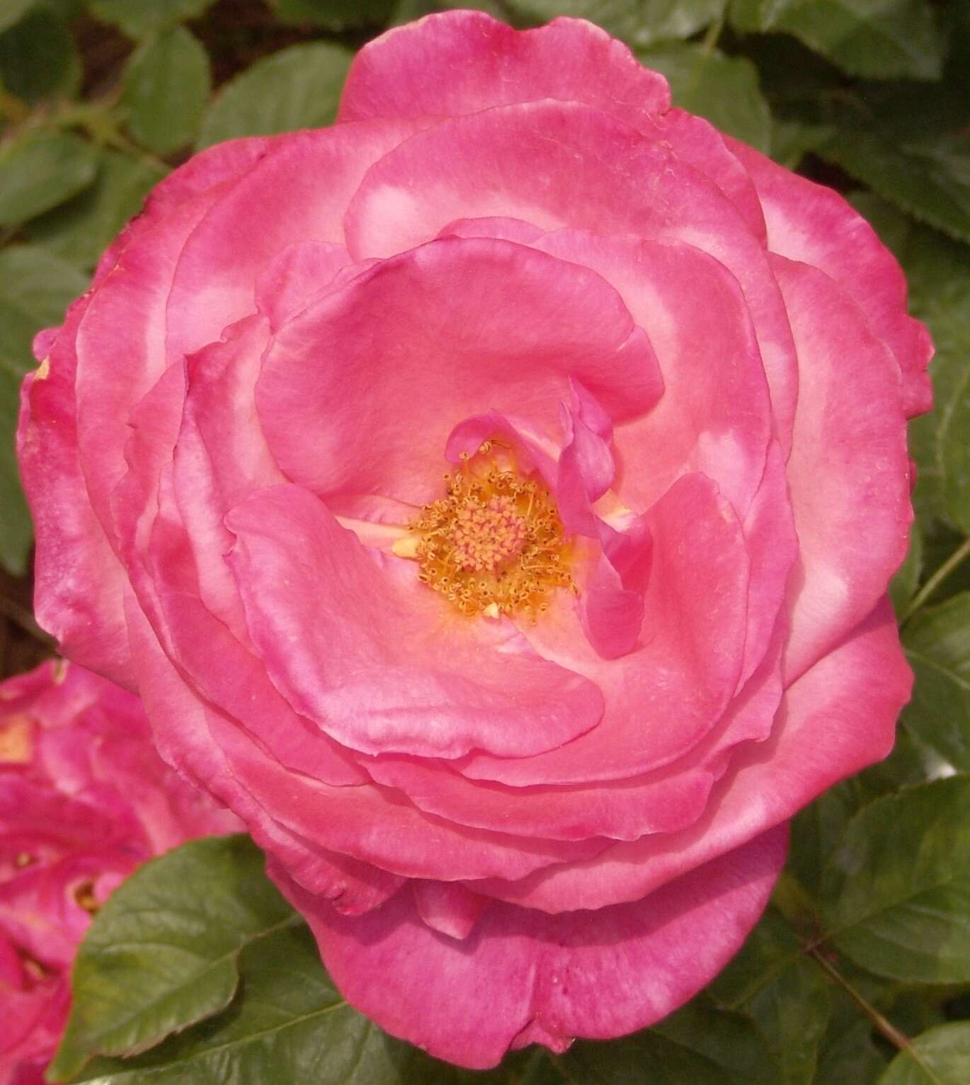 Image of Rosa