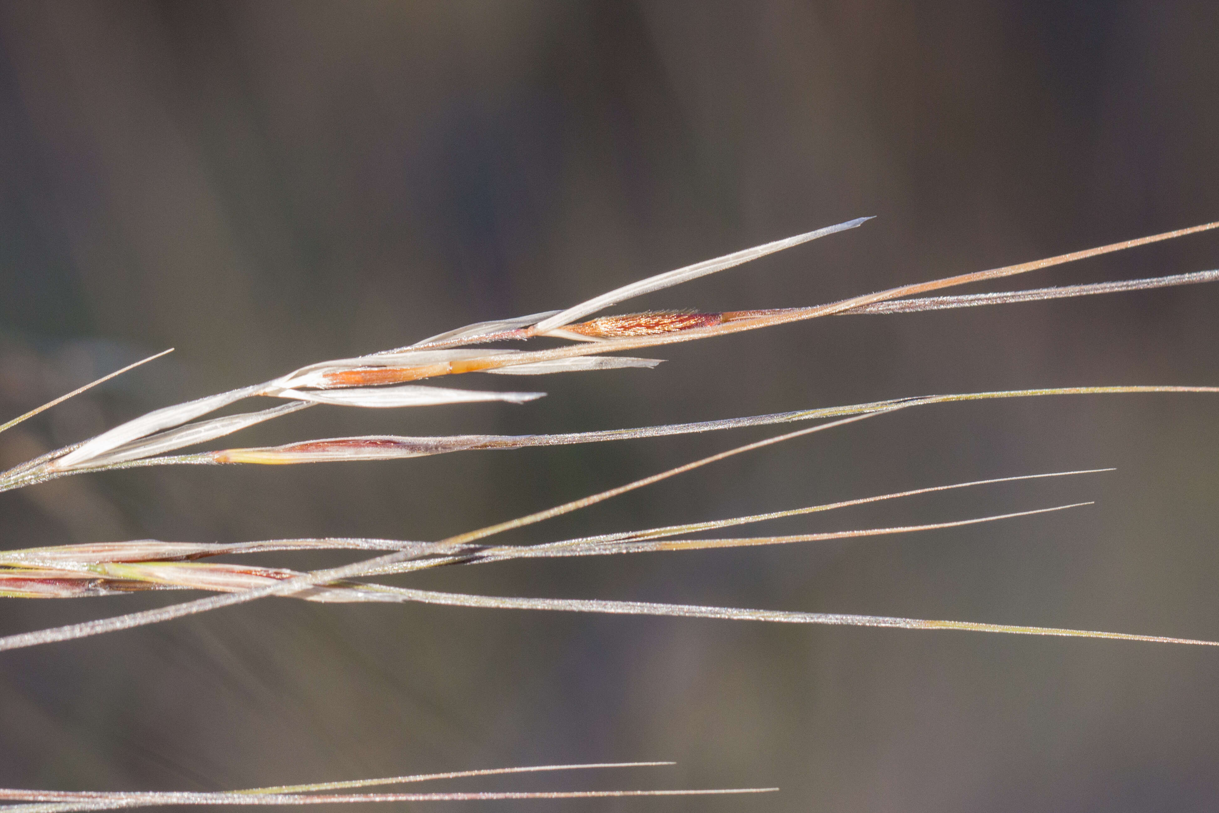 Image of Austrostipa rudis (Spreng.) S. W. L. Jacobs & J. Everett