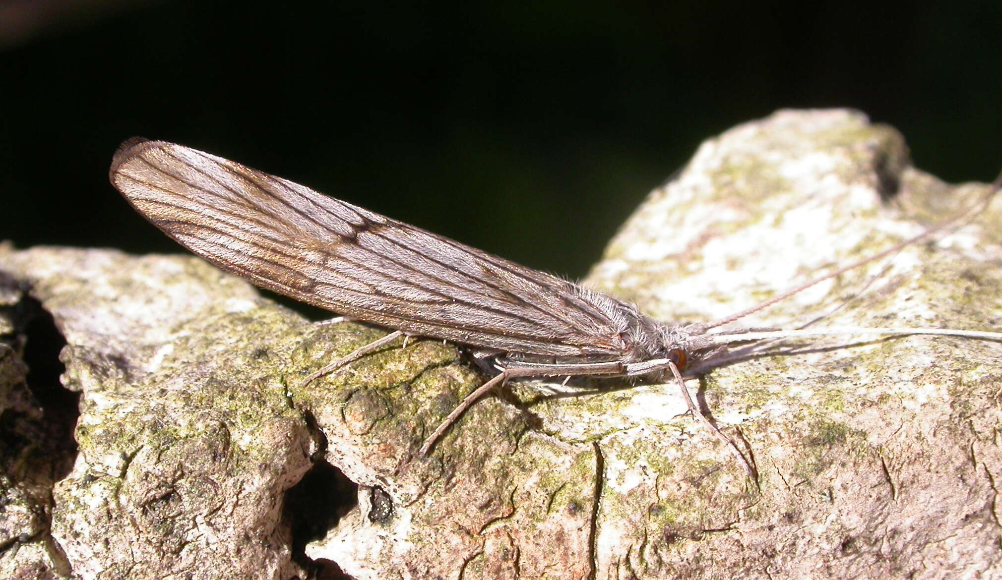 Слика од Odontoceridae