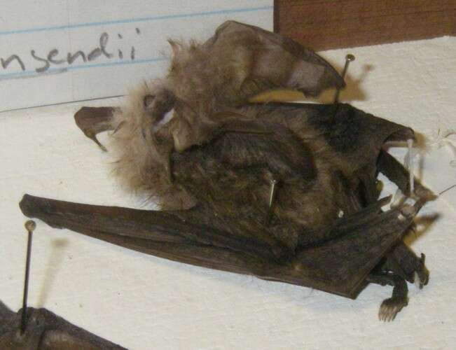 Image of Ozark big-eared bat